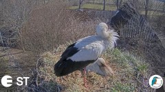 2022-04-12 22_18_10-Baltie stārķi (Ciconia ciconia) Tukuma novadā - LDF tiešraide __ White storks in.jpg