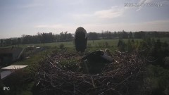 2022-05-07 21_29_08-Bociany - Raszków - YouTube – Kinza.jpg