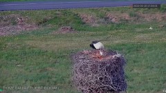 2022-05-10 17_33_21-Gniazdo bocianie - Pomerania FRUCHT - YouTube – Kinza.jpg