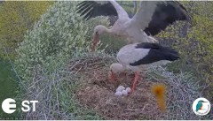 2022-05-15 11_57_07-Baltie stārķi (Ciconia ciconia) Tukuma novadā - LDF tiešraide __ White storks in.jpg