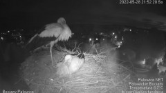 2022-05-28 23_20_13-Bociany Palowice - YouTube – Kinza.jpg