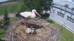 2022-05-31 23_03_33-#Bociany na żywo - #kamera na #gniazdo pod Zambrowem #WhiteStork #nest #livecam .jpg