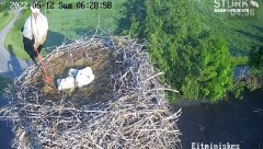 2022-06-12 22_21_19-Stork webcam - Heritage Timber Sash Windows – Kinza.jpg