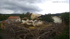 2022-06-12 23_06_03-Камера предава на живо от гнездо на щъркели в село Ярлово_ Camera from a stork's.jpg