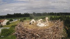 2022-06-14 19_15_55-Bociany - Raszków - YouTube – Kinza.jpg