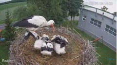 2022-06-21 22_17_37-#Bociany na żywo - #kamera na #gniazdo pod Zambrowem #WhiteStork #nest #livecam .jpg