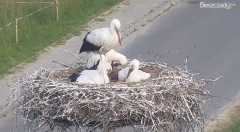 2022-06-28 18_46_06-Gniazdo Bocianie w Czarnej - kamera na żywo – Kinza.jpg