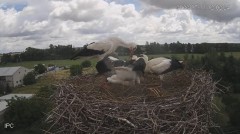 2022-07-11 23_16_51-Bociany - Raszków - YouTube – Kinza.jpg