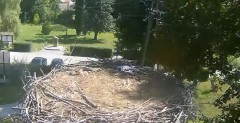 2022-07-25 10_07_06-Gniazdo bociana Tyrawa Wołoska - kamera na żywo WebCamera.pl – Kinza.jpg