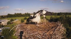 2022-08-08 22_24_48-Bociany - Raszków - YouTube – Kinza.jpg