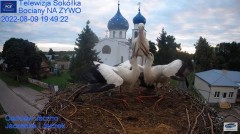 2022-08-09 23_20_11-Gniazdo Bocianie - Telewizja Sokółka [NA ŻYWO] _ IP Camera_ Stork's nest [LIVE] .jpg
