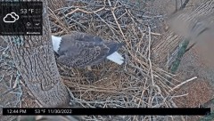 2022-11-30 22_57_32-Port Tobacco Eagle Cam - YouTube – Maxthon.jpg