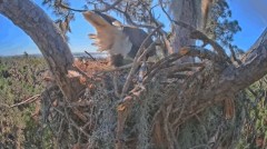 2022-12-01 22_10_13-SuperBeaks Live Bald Eagle Nest ! 2 Eggs Incubating! #baldeagle #livestream #eag.jpg
