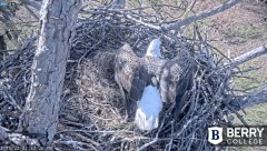 2022-12-15 23_15_11-Berry College Eagle Cams - 2022 – Maxthon.jpg