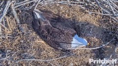 2022-12-31 23_47_39-Southwest Florida Eagle Cam - Cam 1 - YouTube – Maxthon.jpg