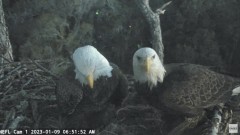 2023-01-09 23_45_44-NEFL Cam 1 - Live Bald Eagle Cam - YouTube – Maxthon.jpg