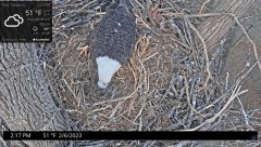 2023-02-06 22_44_19-Port Tobacco Eagle Cam - YouTube – Maxthon.jpg