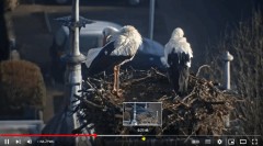 2023-02-07 17_27_21-Ooievaars IJsselstein - YouTube – Maxthon.jpg