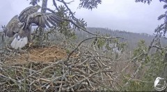 2023-02-17 19_00_21-Jūras ērgļi (Haliaeetus albicilla) Durbē - LDF tiešraide - YouTube – Maxthon.jpg