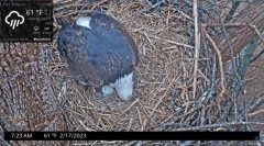 2023-02-17 22_20_24-Port Tobacco Eagle Cam - YouTube – Maxthon.jpg