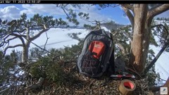 2023-03-11 22_02_21-Гнездо солнечного орла в Татарстане - YouTube – Maxthon.jpg