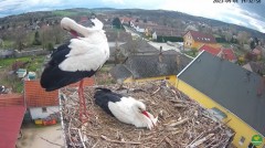 2023-04-01 22_03_27-(2) LIVE Nest Cam - White Storks (Ságvár, Hungary) - YouTube – Maxthon.jpg