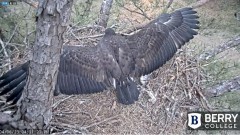 2023-04-06 22_46_04-Berry College Eagle Cams - 2023 – Maxthon.jpg