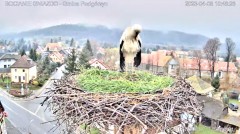 2023-04-08 20_12_17-Bocianie Gniazdo Live - Podgórzyn 2023 na żywo - YouTube – Maxthon.jpg