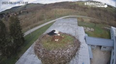 2023-04-11 15_14_00-Bociany w Rzepedzi _ Bieszczady _ Kamera LIVE! – Maxthon.jpg