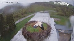 2023-04-25 19_32_16-Bociany w Rzepedzi _ Bieszczady _ Kamera LIVE! – Maxthon.jpg