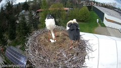 2023-04-26 20_30_46-Bociany Ustroń - transmisja na żywo - YouTube – Maxthon.jpg