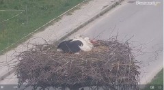 2023-04-27 18_57_12-Gniazdo Bocianie w Czarnej - kamera na żywo – Maxthon.jpg