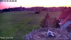 2023-04-30 21_48_19-Gniazdo bocianie Ostrołęka - _Osti i Lenka_ na żywo - YouTube – Maxthon.jpg