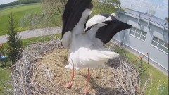 2023-05-04 22_33_06-#Bocian na żywo z #gniazdo pod Zambrowem #WhiteStork #nest #livecam w #zambrow #.jpg