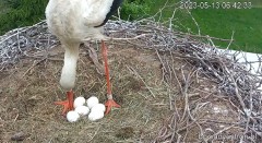 2023-05-13 10_49_56-(1) Bociany Ustroń - transmisja na żywo - YouTube – Maxthon.jpg