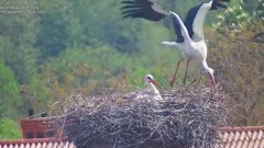 2023-05-16 11_09_52-(1) Bociany w Trzcińcu – transmisja na żywo - YouTube – Maxthon.jpg