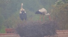 2023-05-18 22_31_52-(1) Bociany w Trzcińcu – transmisja na żywo - YouTube – Maxthon.jpg