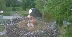 2023-05-26 19_30_01-Gniazdo bociana Tyrawa Wołoska - kamera na żywo WebCamera.pl – Maxthon.jpg