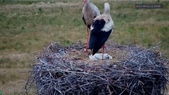 2023-06-01 21_16_55-(2) Pomerania Frucht – bocianie gniazdo - YouTube – Maxthon.jpg