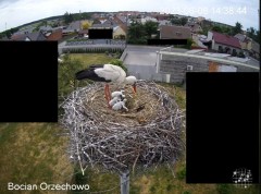 2023-06-06 21_30_47-Bocian Wojtek i jego rodzinka z Orzechowa - Żerkowsko-Czeszewski Park Krajobrazo.jpg