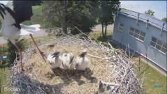 2023-06-06 23_11_25-#Bociany na żywo - #kamera na #gniazdo #Zambrow #WhiteStork #nest #livecam #ptak.jpg