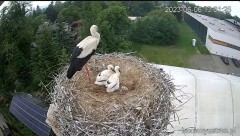 2023-06-06 23_16_23-Bociany Ustroń - transmisja na żywo - YouTube – Maxthon.jpg