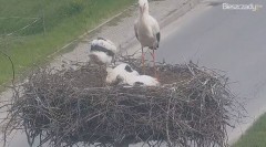 2023-06-10 16_02_59-Gniazdo Bocianie w Czarnej - kamera na żywo – Maxthon.jpg