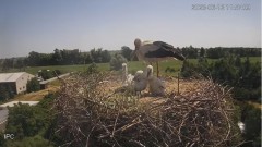 2023-06-12 21_57_27-Bociany - Raszków - YouTube – Maxthon.jpg