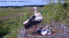 2023-06-20 22_11_32-Transmisja z bocianiego gniazda w Nowym Kamieniu - YouTube – Maxthon.jpg