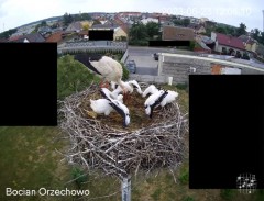 2023-06-23 22_41_13-Bocian Wojtek i jego rodzinka z Orzechowa - Żerkowsko-Czeszewski Park Krajobrazo.jpg