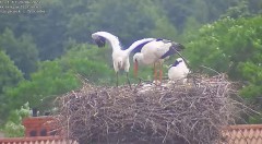 2023-06-28 22_01_07-Bociany w Trzcińcu – transmisja na żywo - YouTube – Maxthon.jpg