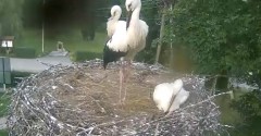 2023-08-01 18_02_09-Gniazdo bociana Tyrawa Wołoska - kamera na żywo WebCamera.pl – Maxthon.jpg