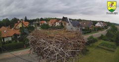 2023-08-07 19_34_44-BOCIANY kamera na żywo z gniazda w Pasłęku – Maxthon.jpg