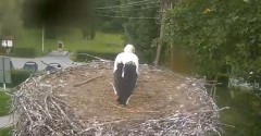 2023-08-13 19_42_04-Gniazdo bociana Tyrawa Wołoska - kamera na żywo WebCamera.pl – Maxthon.jpg